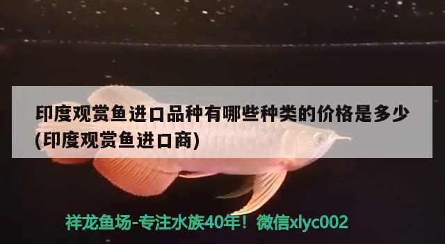 印度观赏鱼进口品种有哪些种类的价格是多少(印度观赏鱼进口商) 观赏鱼进出口 第2张