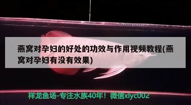 燕窝对孕妇的好处的功效与作用视频教程(燕窝对孕妇有没有效果) 马来西亚燕窝