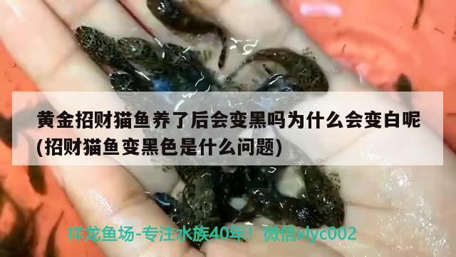 鱼缸有白色棉絮状的东西怎么回事(鱼缸里一团白色棉絮状物) 泰庞海鲢鱼 第2张