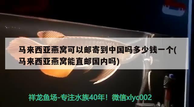 马来西亚燕窝可以邮寄到中国吗多少钱一个(马来西亚燕窝能直邮国内吗) 马来西亚燕窝