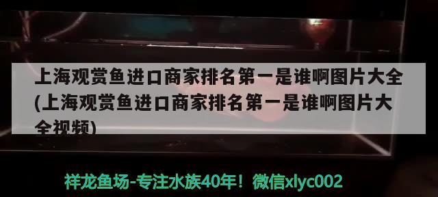 上海观赏鱼进口商家排名第一是谁啊图片大全(上海观赏鱼进口商家排名第一是谁啊图片大全视频)