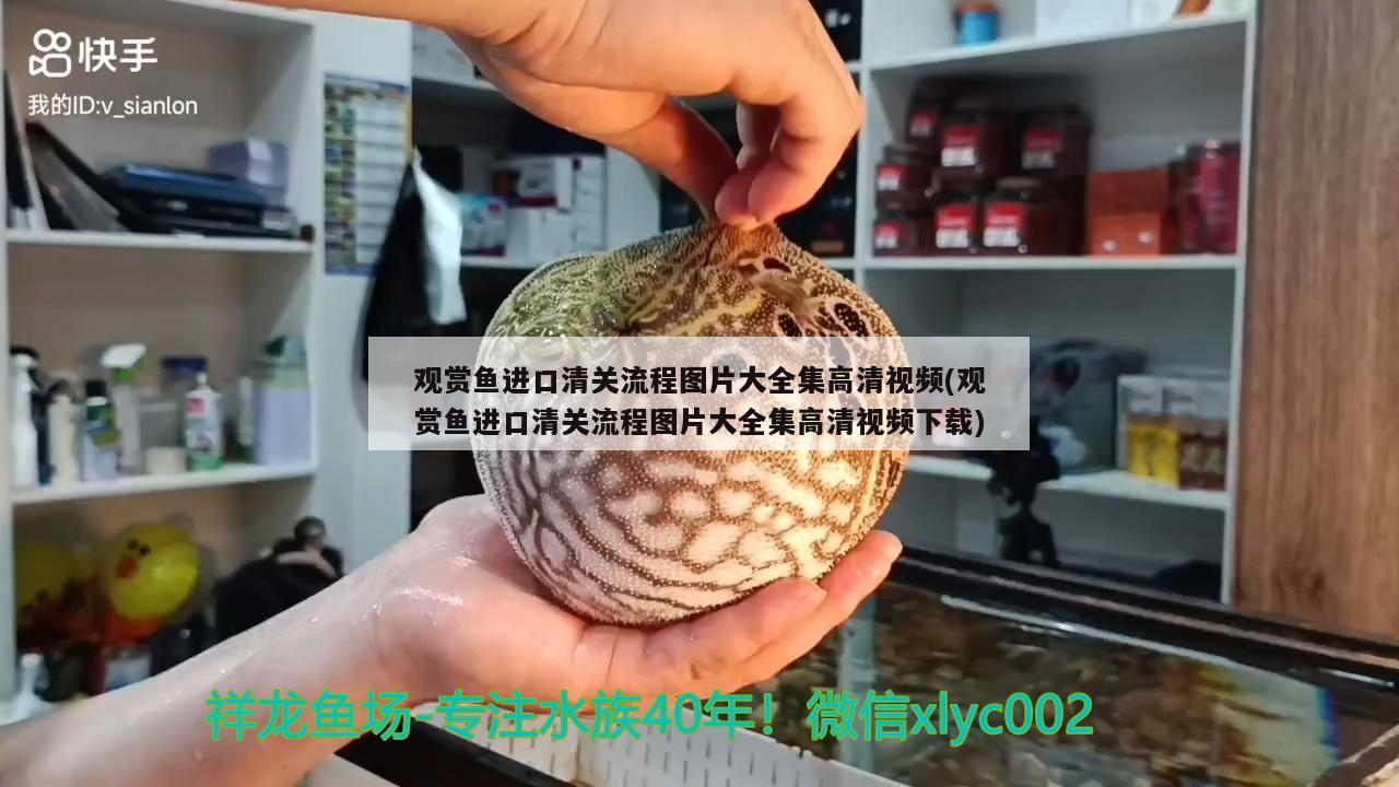 银龙鱼的饲养方法，银龙鱼吃什么 银龙鱼 第1张