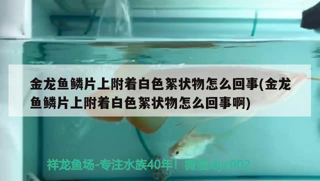 金龙鱼鳞片上附着白色絮状物怎么回事(金龙鱼鳞片上附着白色絮状物怎么回事啊)