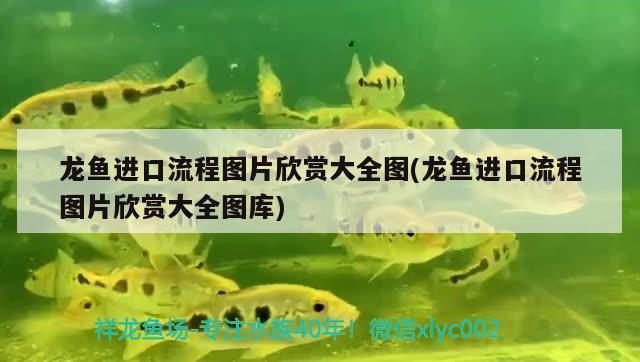 龙鱼进口流程图片欣赏大全图(龙鱼进口流程图片欣赏大全图库) 观赏鱼进出口