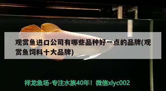 观赏鱼进口公司有哪些品种好一点的品牌(观赏鱼饲料十大品牌) 观赏鱼进出口