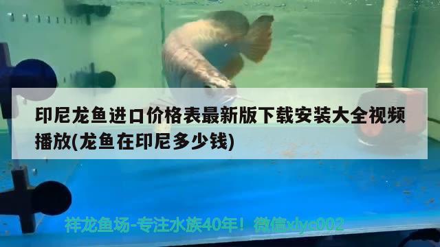 印尼龙鱼进口价格表最新版下载安装大全视频播放(龙鱼在印尼多少钱) 观赏鱼进出口