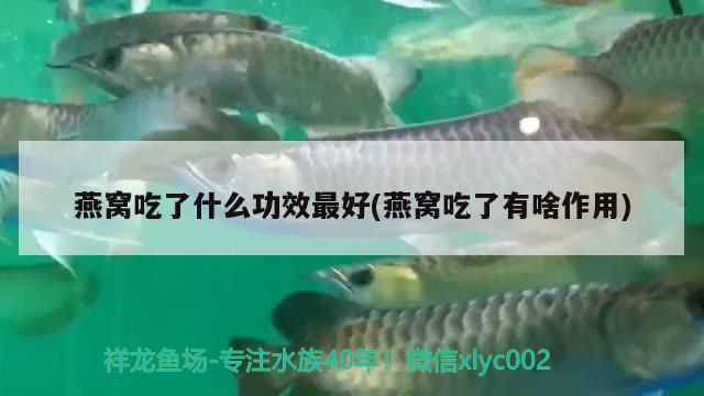 燕窝吃了什么功效最好(燕窝吃了有啥作用)