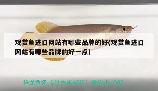 观赏鱼进口网站有哪些品牌的好(观赏鱼进口网站有哪些品牌的好一点) 观赏鱼进出口