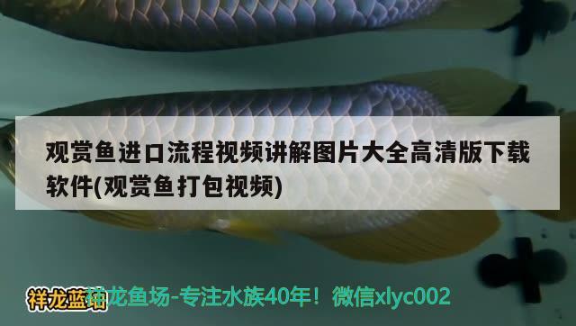 观赏鱼进口流程视频讲解图片大全高清版下载软件(观赏鱼打包视频)