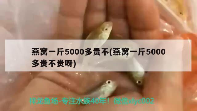 燕窝一斤5000多贵不(燕窝一斤5000多贵不贵呀) 马来西亚燕窝