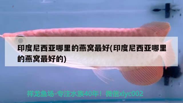 武汉市青山区小小鱼儿水族店 全国水族馆企业名录 第2张