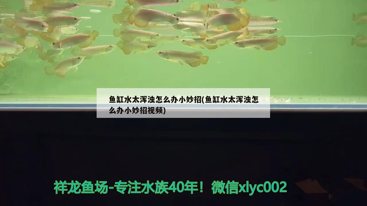 鱼缸水太浑浊怎么办小妙招(鱼缸水太浑浊怎么办小妙招视频) 水族品牌