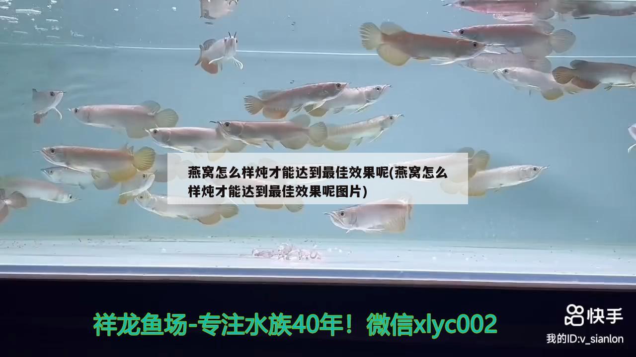 燕窝怎么样炖才能达到最佳效果呢(燕窝怎么样炖才能达到最佳效果呢图片)