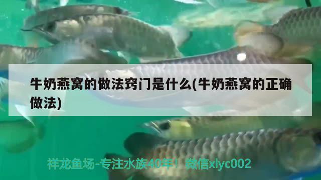 牛奶燕窝的做法窍门是什么(牛奶燕窝的正确做法)