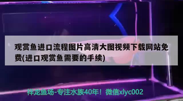 观赏鱼进口流程图片高清大图视频下载网站免费(进口观赏鱼需要的手续) 观赏鱼进出口