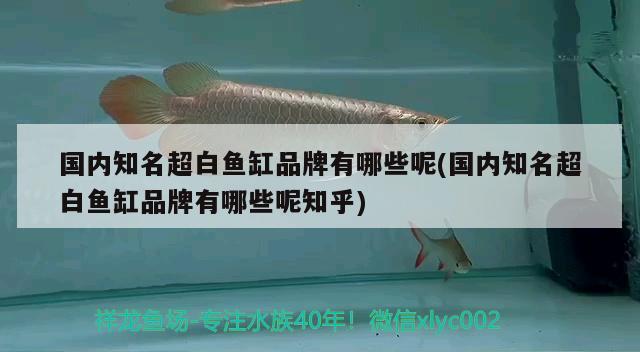 国内知名超白鱼缸品牌有哪些呢(国内知名超白鱼缸品牌有哪些呢知乎) 元宝鲫 第1张