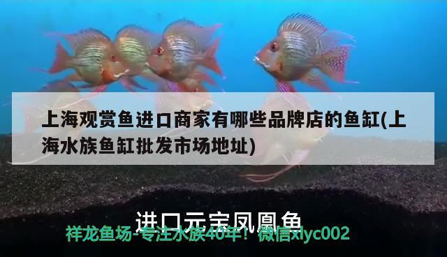 上海观赏鱼进口商家有哪些品牌店的鱼缸(上海水族鱼缸批发市场地址)