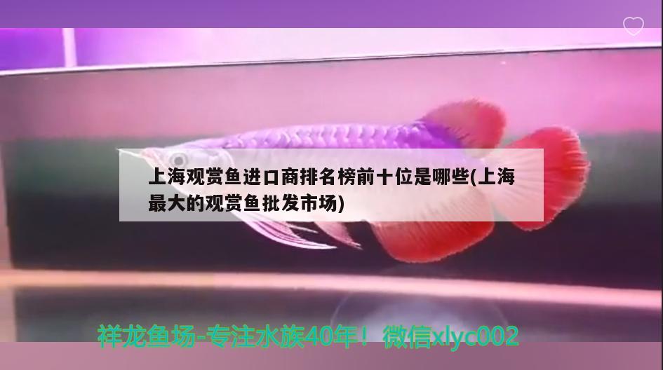 小恐龙鱼吃什么长得快点：小恐龙鱼怎么养