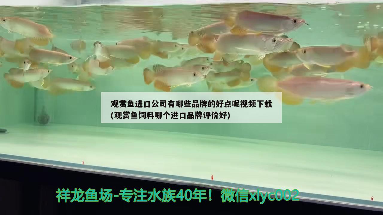 观赏鱼进口公司有哪些品牌的好点呢视频下载(观赏鱼饲料哪个进口品牌评价好)