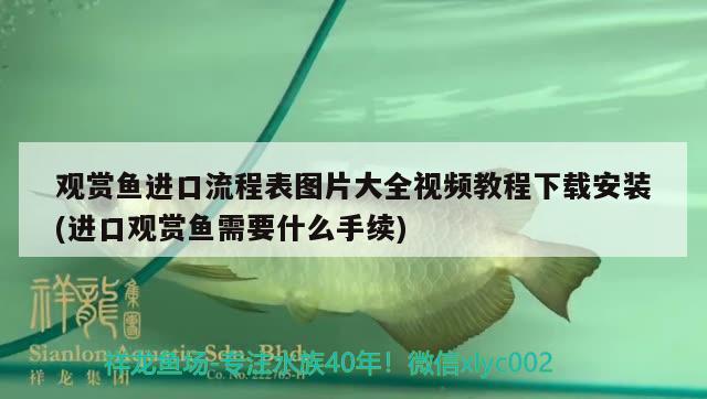 观赏鱼进口流程表图片大全视频教程下载安装(进口观赏鱼需要什么手续) 观赏鱼进出口