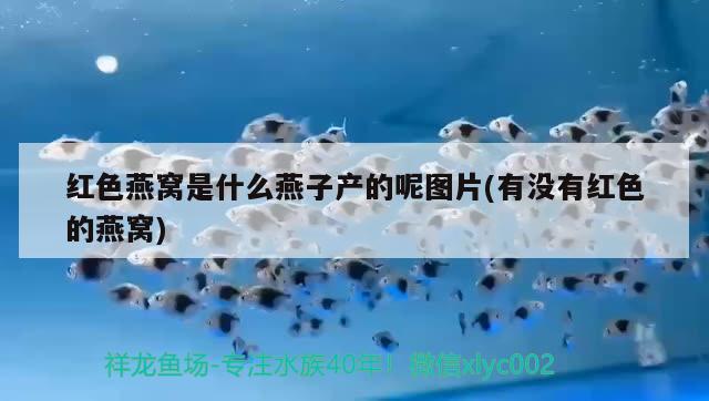 德宜草堂燕窝官网电话(德宜草堂燕窝官网电话地址) 马来西亚燕窝