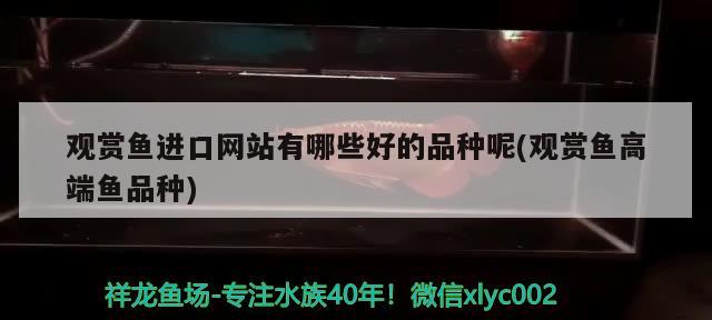 观赏鱼进口网站有哪些好的品种呢(观赏鱼高端鱼品种)