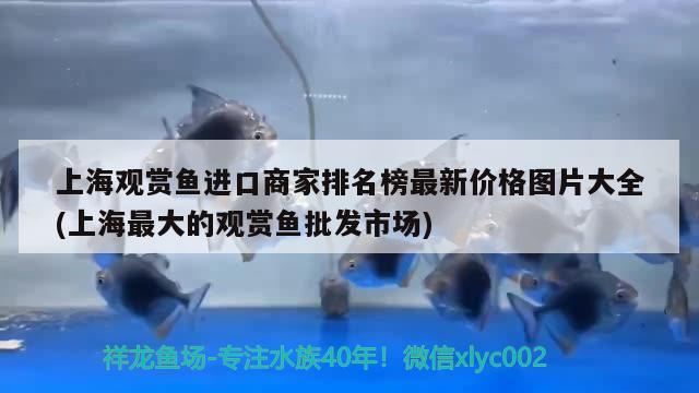 上海观赏鱼进口商家排名榜最新价格图片大全(上海最大的观赏鱼批发市场)