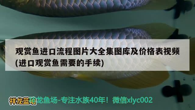 观赏鱼进口流程图片大全集图库及价格表视频(进口观赏鱼需要的手续) 观赏鱼进出口