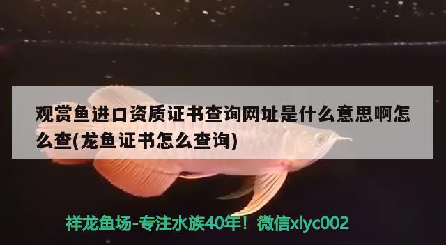 观赏鱼进口资质证书查询网址是什么意思啊怎么查(龙鱼证书怎么查询) 观赏鱼进出口