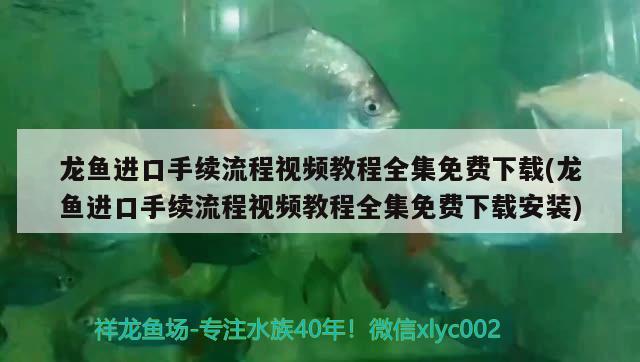 龙鱼进口手续流程视频教程全集免费下载(龙鱼进口手续流程视频教程全集免费下载安装) 观赏鱼进出口