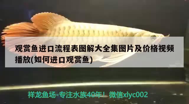 101只四纹虎鱼还剩97 虎鱼百科 第5张