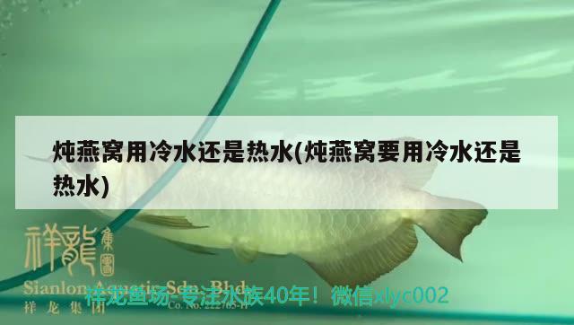 炖燕窝用冷水还是热水(炖燕窝要用冷水还是热水) 马来西亚燕窝