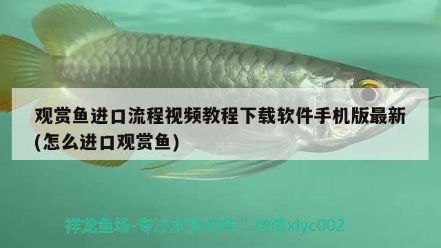 观赏鱼进口流程视频教程下载软件手机版最新(怎么进口观赏鱼) 观赏鱼进出口