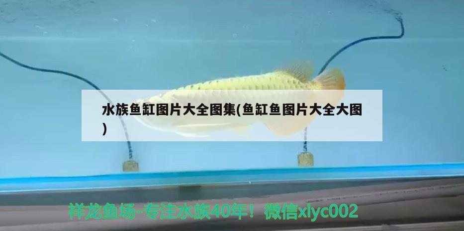 水族鱼缸图片大全图集(鱼缸鱼图片大全大图) 刀鱼鱼