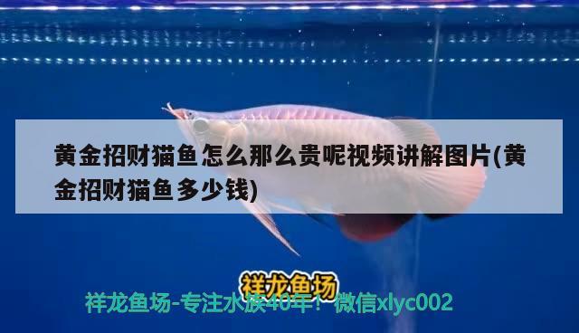 阜新水族批发市场地址（阜新水族批发市场地址电话）