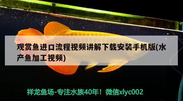 观赏鱼进口流程视频讲解下载安装手机版(水产鱼加工视频) 观赏鱼进出口 第1张