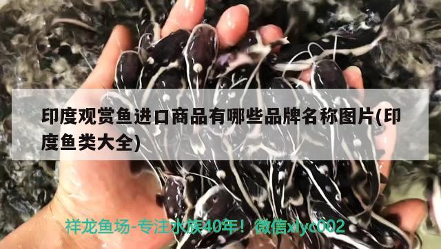 印度观赏鱼进口商品有哪些品牌名称图片(印度鱼类大全) 观赏鱼进出口