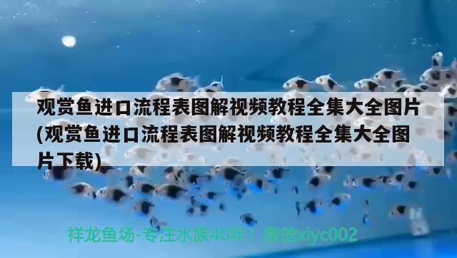 红龙鱼的挑选技巧和方法有哪些红龙鱼的挑选技巧和方法有哪些（红龙鱼的挑选技巧和方法） 可丽爱鱼缸 第2张