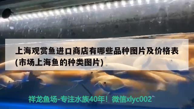 上海观赏鱼进口商店有哪些品种图片及价格表(市场上海鱼的种类图片)