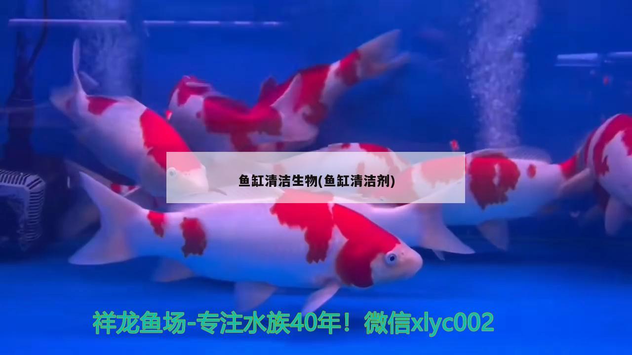 鱼缸清洁生物(鱼缸清洁剂) 苏虎