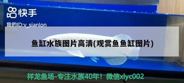 鱼缸水族图片高清(观赏鱼鱼缸图片) 南美异型鱼