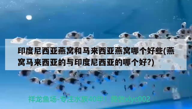 印度尼西亚燕窝和马来西亚燕窝哪个好些(燕窝马来西亚的与印度尼西亚的哪个好?) 马来西亚燕窝