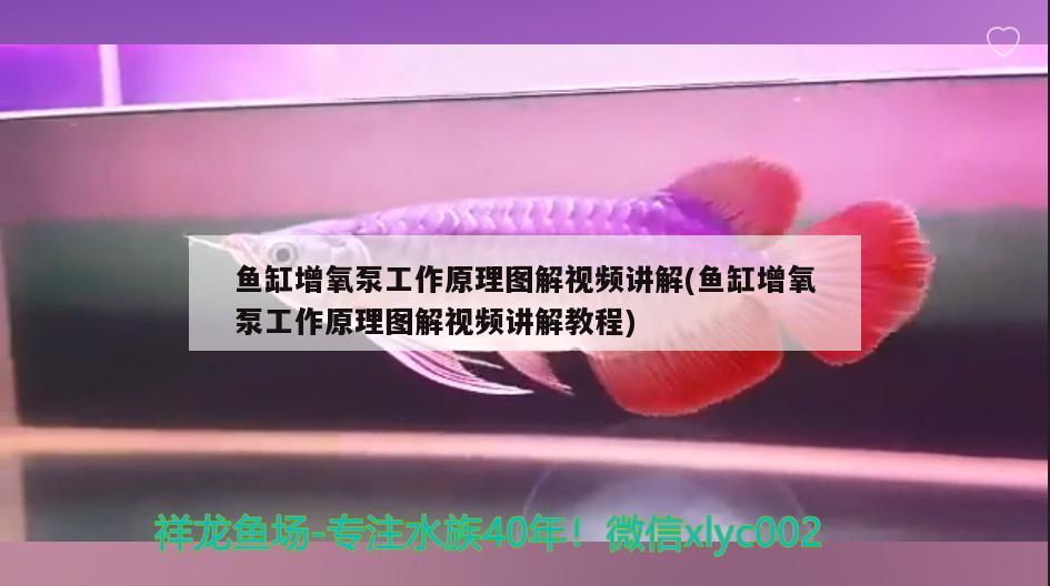 鱼缸增氧泵工作原理图解视频讲解(鱼缸增氧泵工作原理图解视频讲解教程)