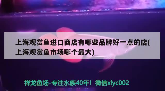 上海观赏鱼进口商店有哪些品牌好一点的店(上海观赏鱼市场哪个最大)