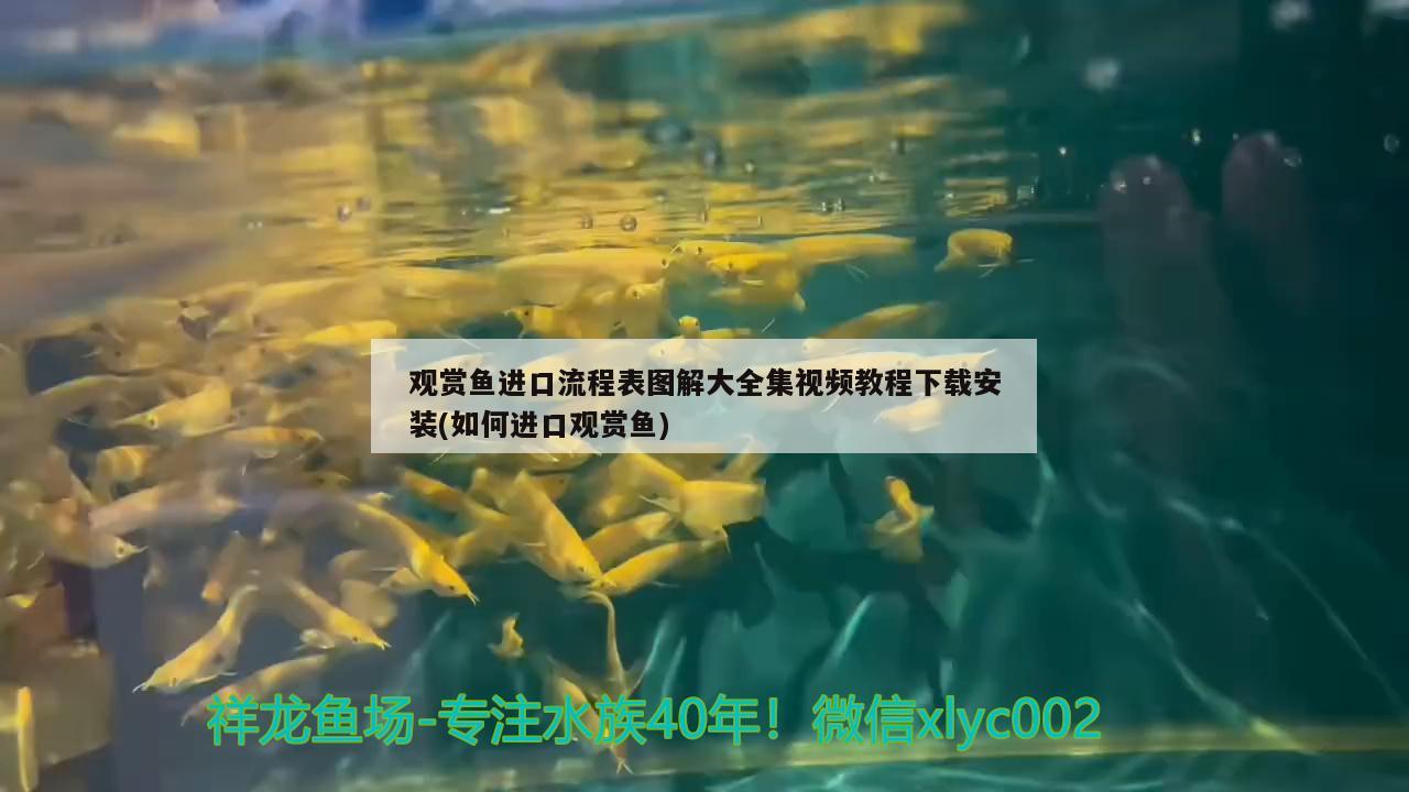 观赏鱼进口流程表图解大全集视频教程下载安装(如何进口观赏鱼)