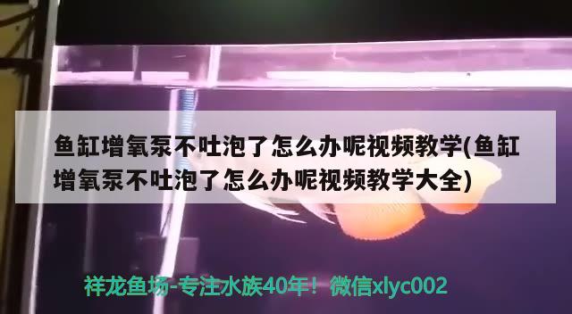 鱼缸增氧泵不吐泡了怎么办呢视频教学(鱼缸增氧泵不吐泡了怎么办呢视频教学大全) 养鱼知识