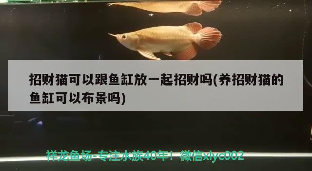 招财猫可以跟鱼缸放一起招财吗(养招财猫的鱼缸可以布景吗) 观赏龟/鳖饲料