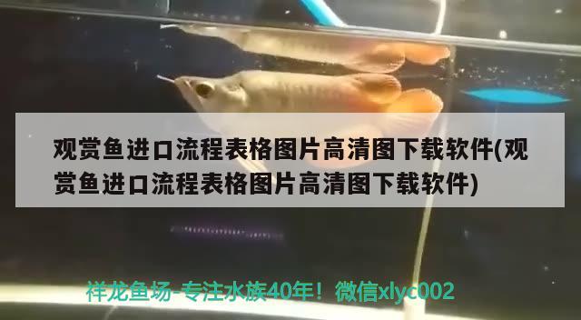 银龙鱼代表啥（银龙鱼的样子是什么样的） 银龙鱼 第2张