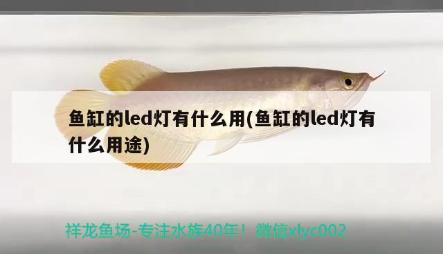 鱼缸的led灯有什么用(鱼缸的led灯有什么用途)