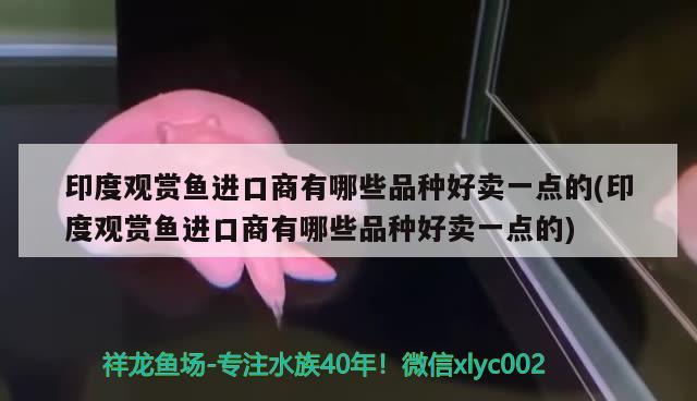 我的草金产卵了 月光鸭嘴鱼 第2张